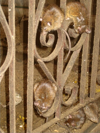 Inhabitants of the Rat Temple, Bikaner